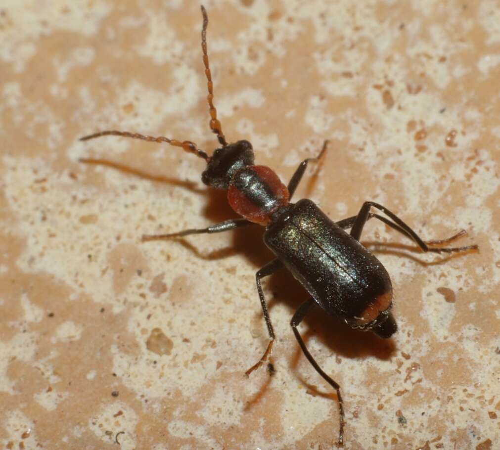 Cyrtosus cyanipennis resmi