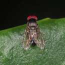 Lindneromyia hungarica Chandler 2001的圖片