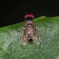 Image of Lindneromyia hungarica Chandler 2001