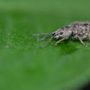 Image of Ptochidius tessellatus Motschulsky & V.