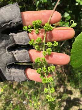 Image of graybark grape