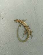 Image of Skyros Wall Lizard