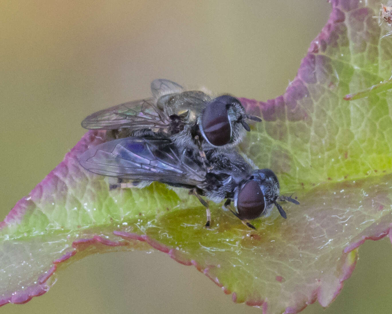 Image of Trichopsomyia recedens (Walker 1852)