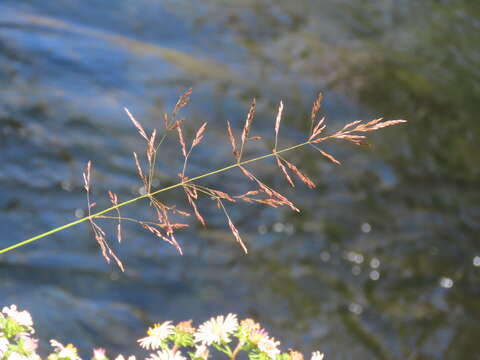 Imagem de Agrostis gigantea Roth