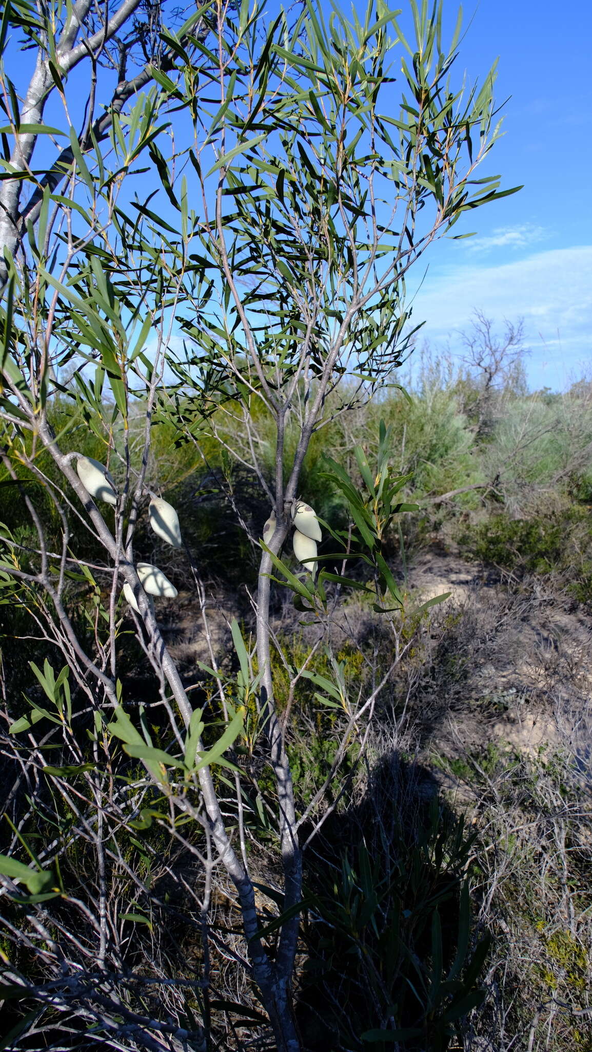 Image de Xylomelum angustifolium Kipp. ex Meissn.