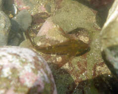 Image of Fluffy sculpin
