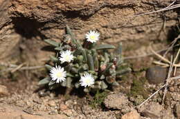 Image of Delosperma pottsii (L. Bol.) L. Bol.