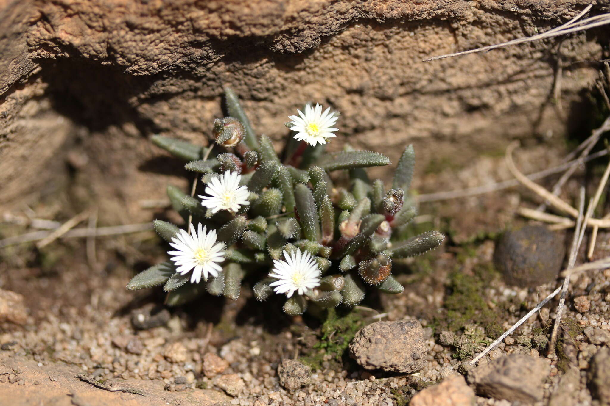 Image of Delosperma pottsii (L. Bol.) L. Bol.