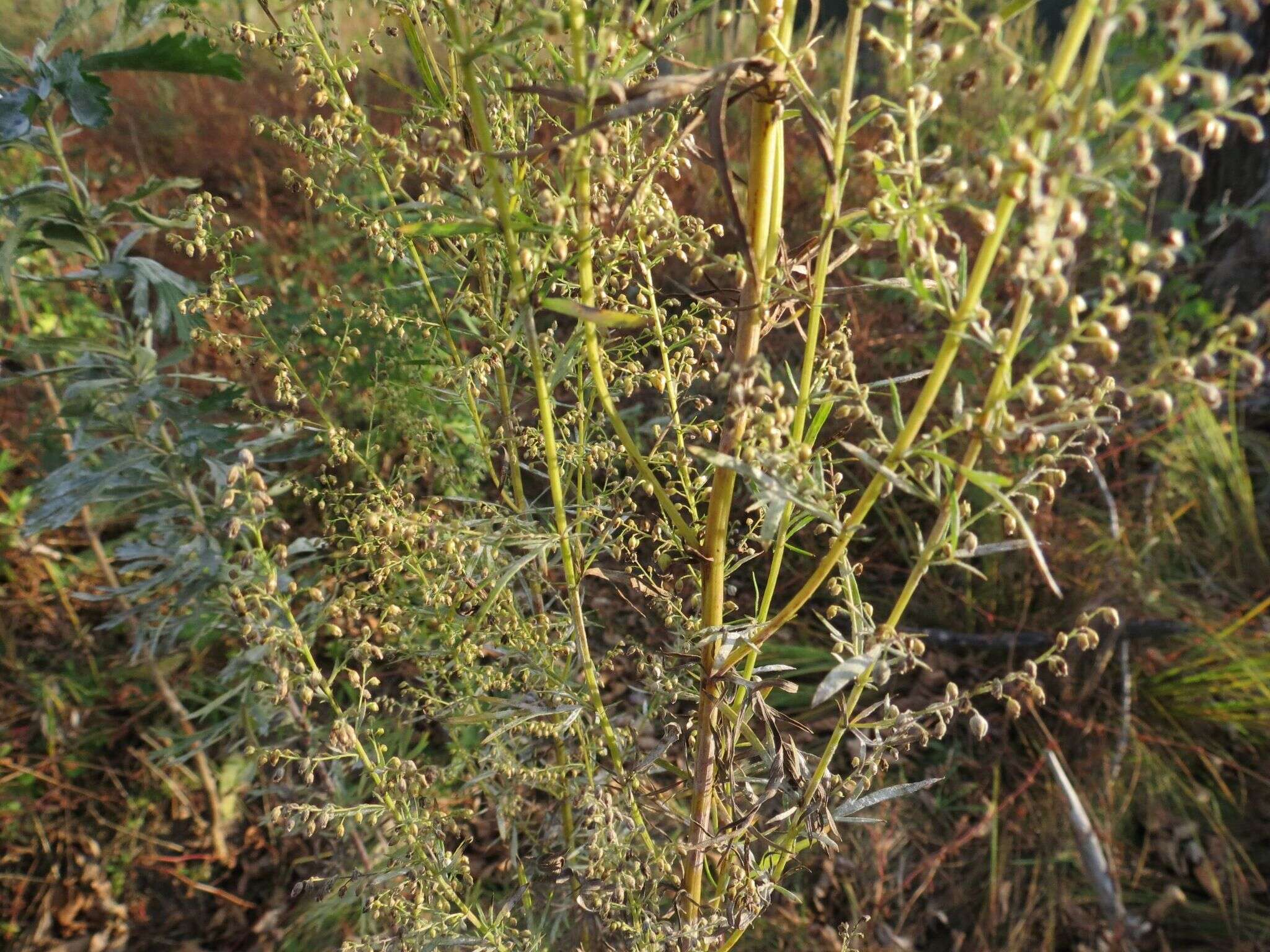 Слика од Artemisia manshurica (Kom.) Kom.