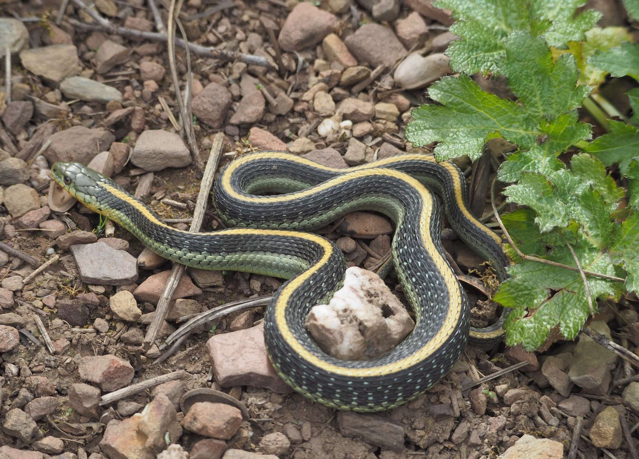 Image of Thamnophis atratus zaxanthus Boundy 1999