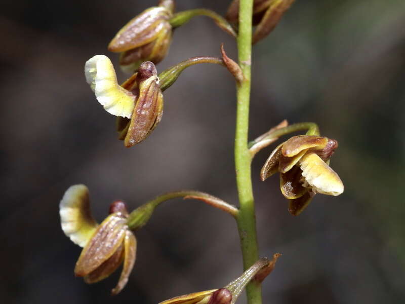 Acrolophia bolusii Rolfe的圖片