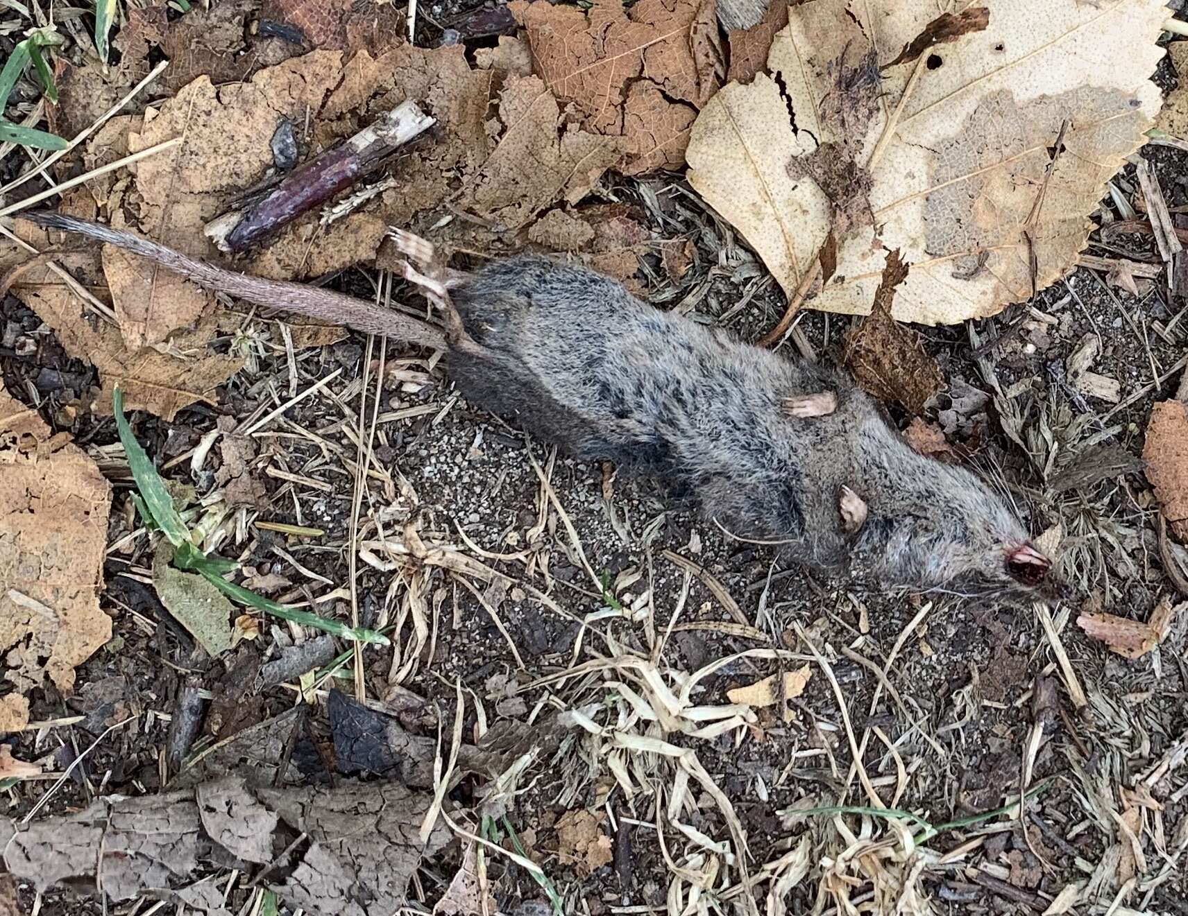 Image of Smoky Shrew