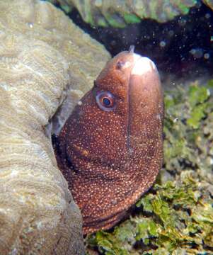 Image of Bastard Eel