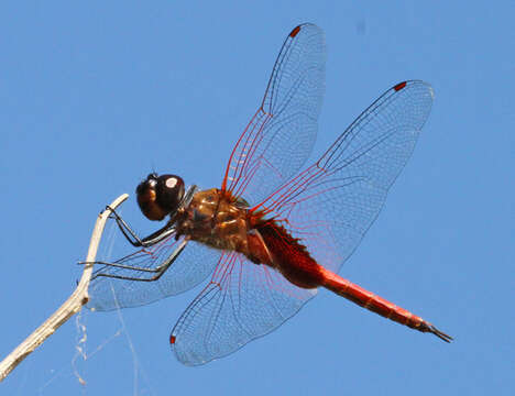 Tramea insularis Hagen 1861 resmi