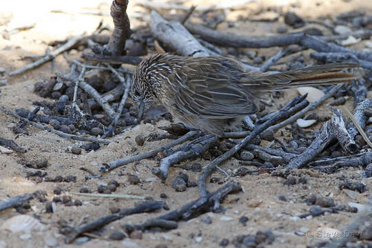 Image of Thick-billed Grasswren