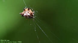 Image of Gasteracantha kuhli C. L. Koch 1837