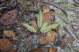 Imagem de Cotylelobium burckii (Heim) Heim