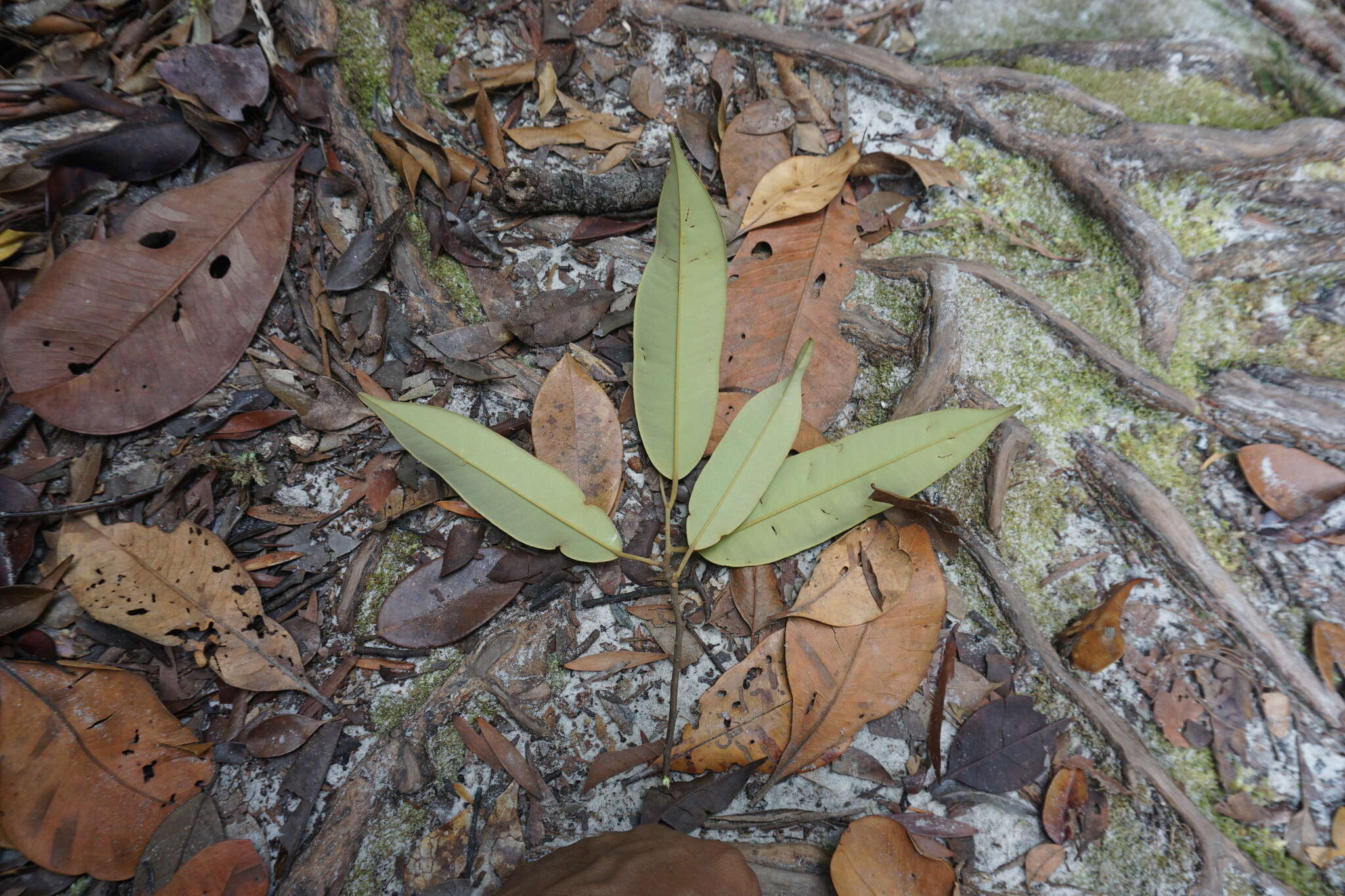 Imagem de Cotylelobium burckii (Heim) Heim