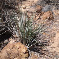 Image of Blueberry Flax Lily