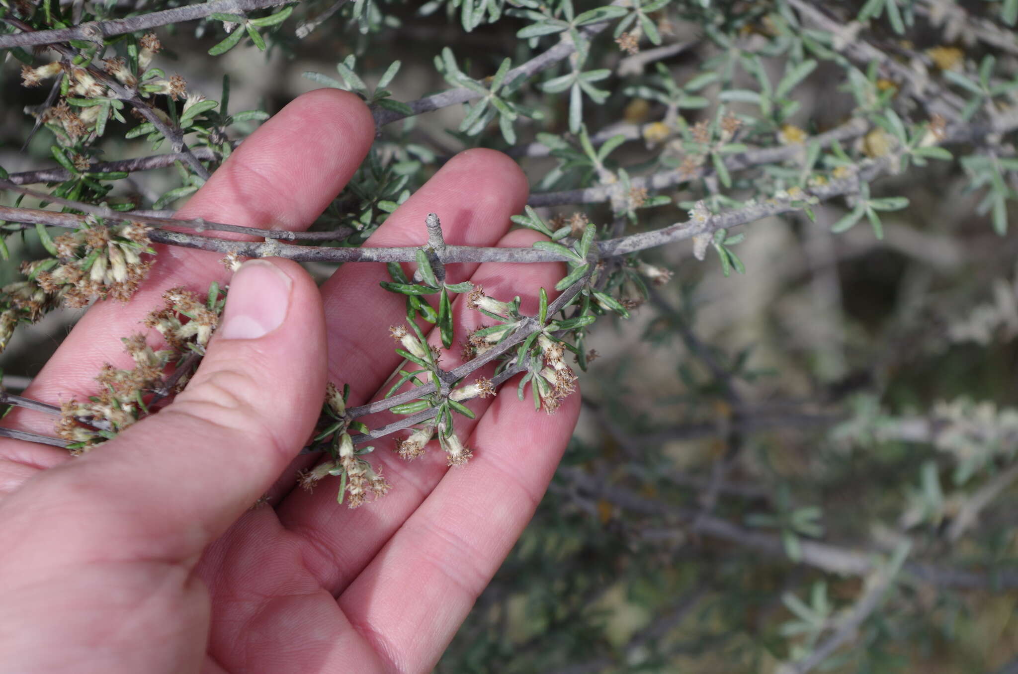 Image of Olearia bullata H. D. Wilson & P. J. Garnock-Jones