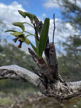 Image of Dendrobium fellowsii F. Muell.