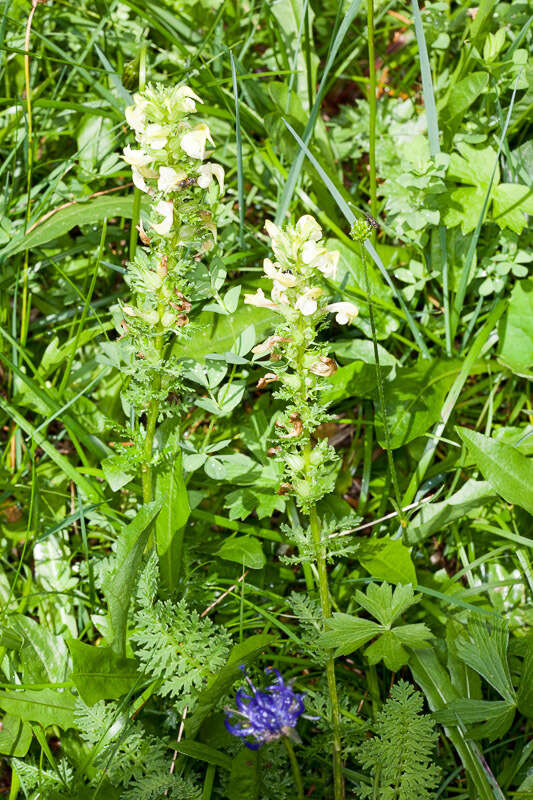 Слика од Pedicularis elongata A. Kerner