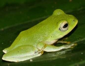 Image of Taipei tree frog