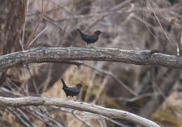 Image of Brown Dipper