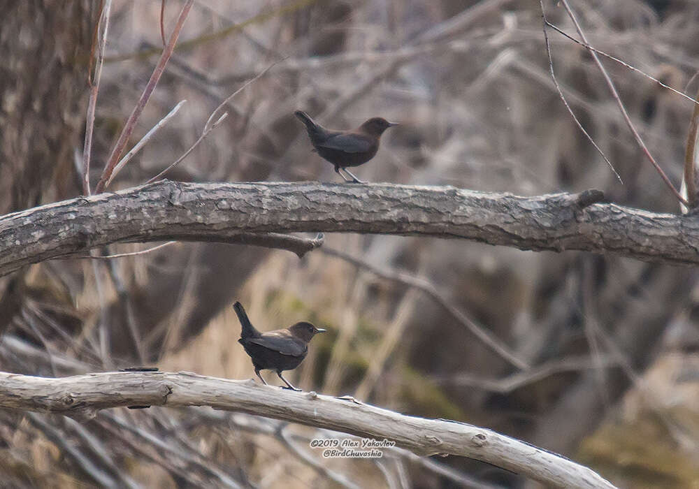 Image of Brown Dipper