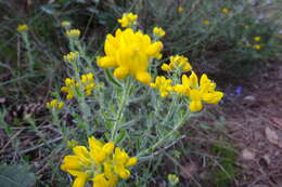 Слика од Genista hispanica subsp. hispanica