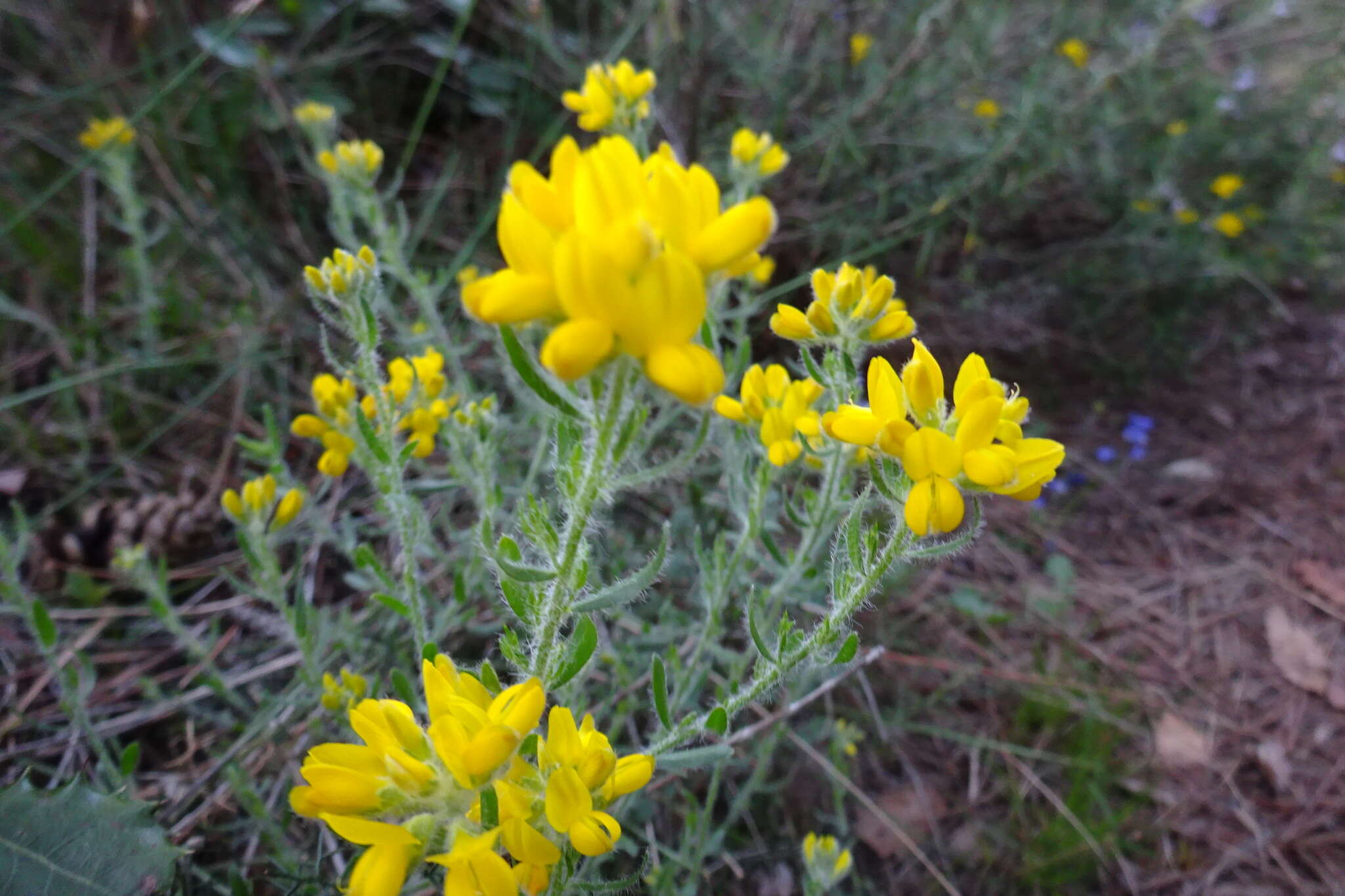 Image of Genista hispanica subsp. hispanica