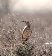 Image of Karoo Long-billed Lark