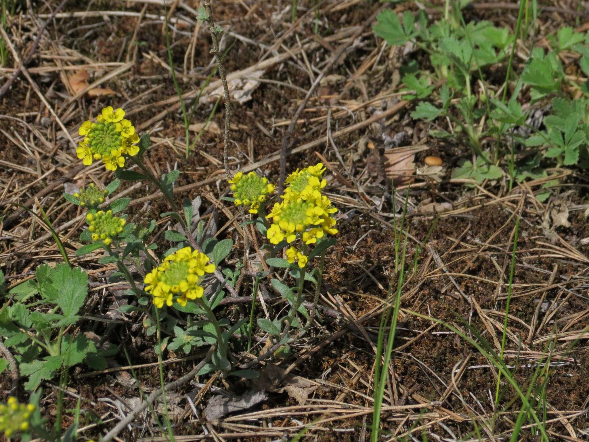 Image de Alyssum montanum subsp. gmelinii (Jord. & Fourr.) Hegi & E. Schmid