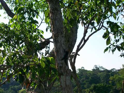 Image of Tropical Thornytail Iguana