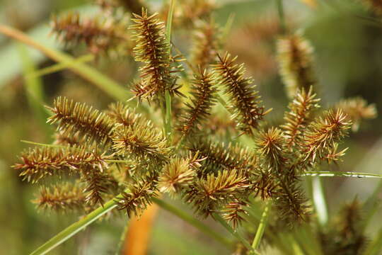 Imagem de Cyperus erythrorhizos Muhl.