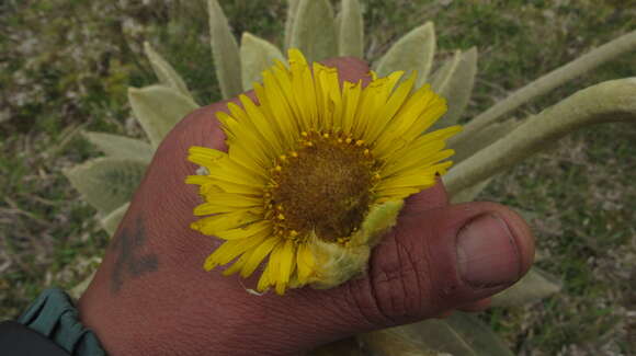 Image of Espeletia barclayana Cuatrec.