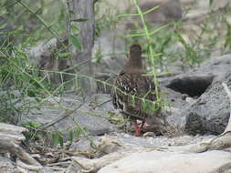 Imagem de Zenaida galapagoensis Gould 1841