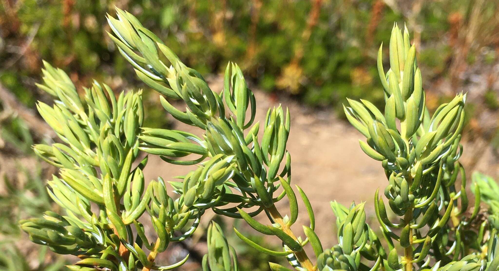 Plancia ëd Juniperus communis var. kelleyi R. P. Adams