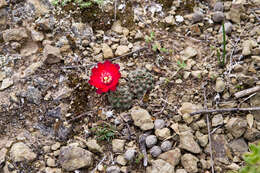 Image of Aylostera atrovirens