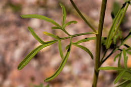 Image of Hymenothrix wislizenii A. Gray