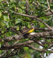 صورة Emberiza cabanisi (Reichenow 1875)