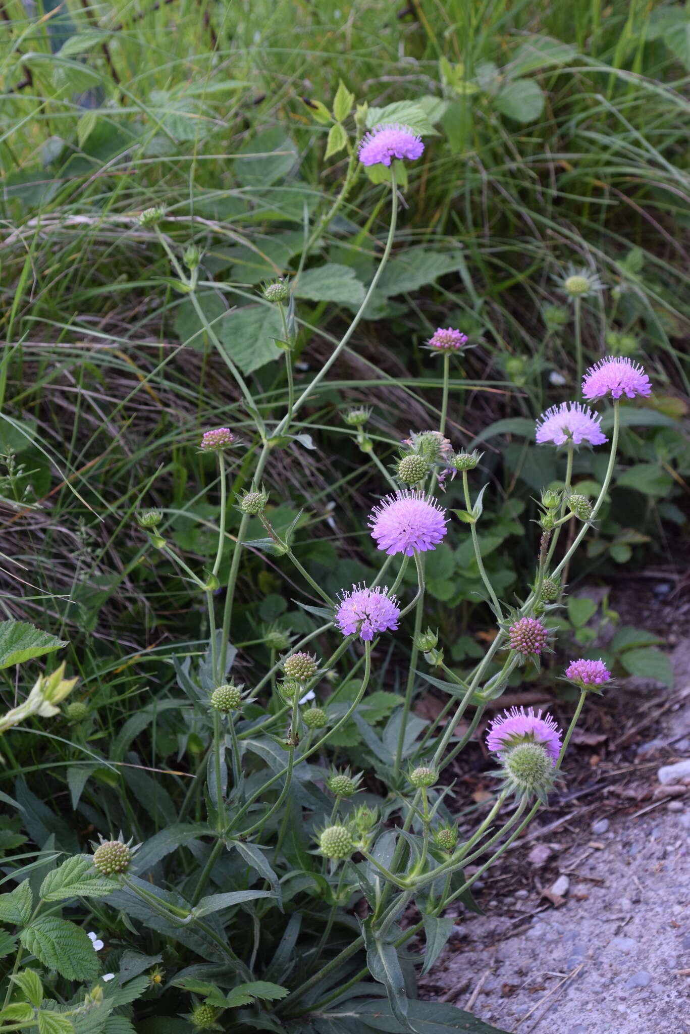 Image of Knautia transalpina (Christ) Briq.