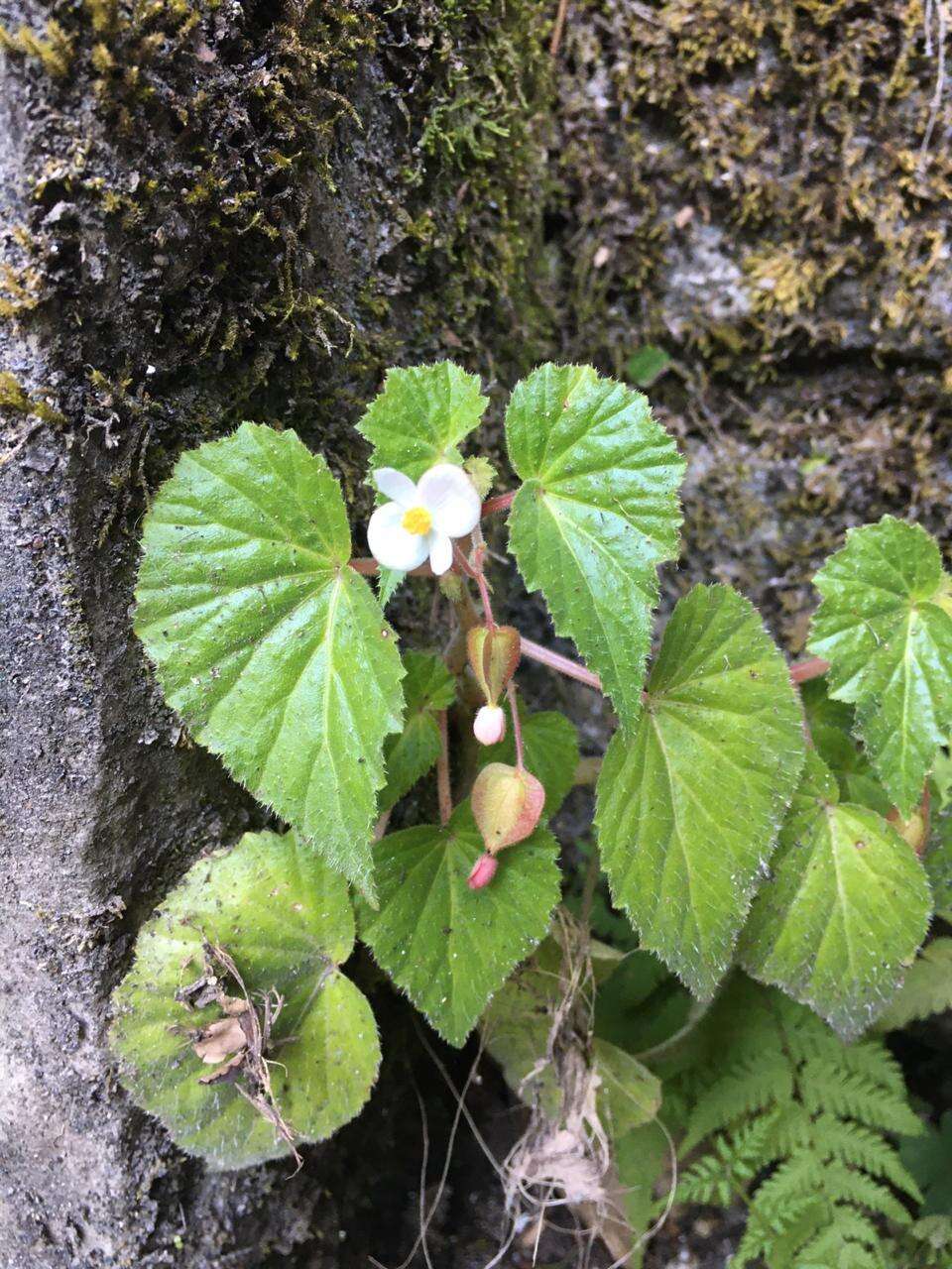 Image of Begonia wallichiana Lehm.