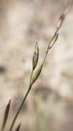 Image of little oniongrass