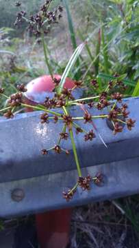 Imagem de Scirpus ternatanus Reinw. ex Miq.