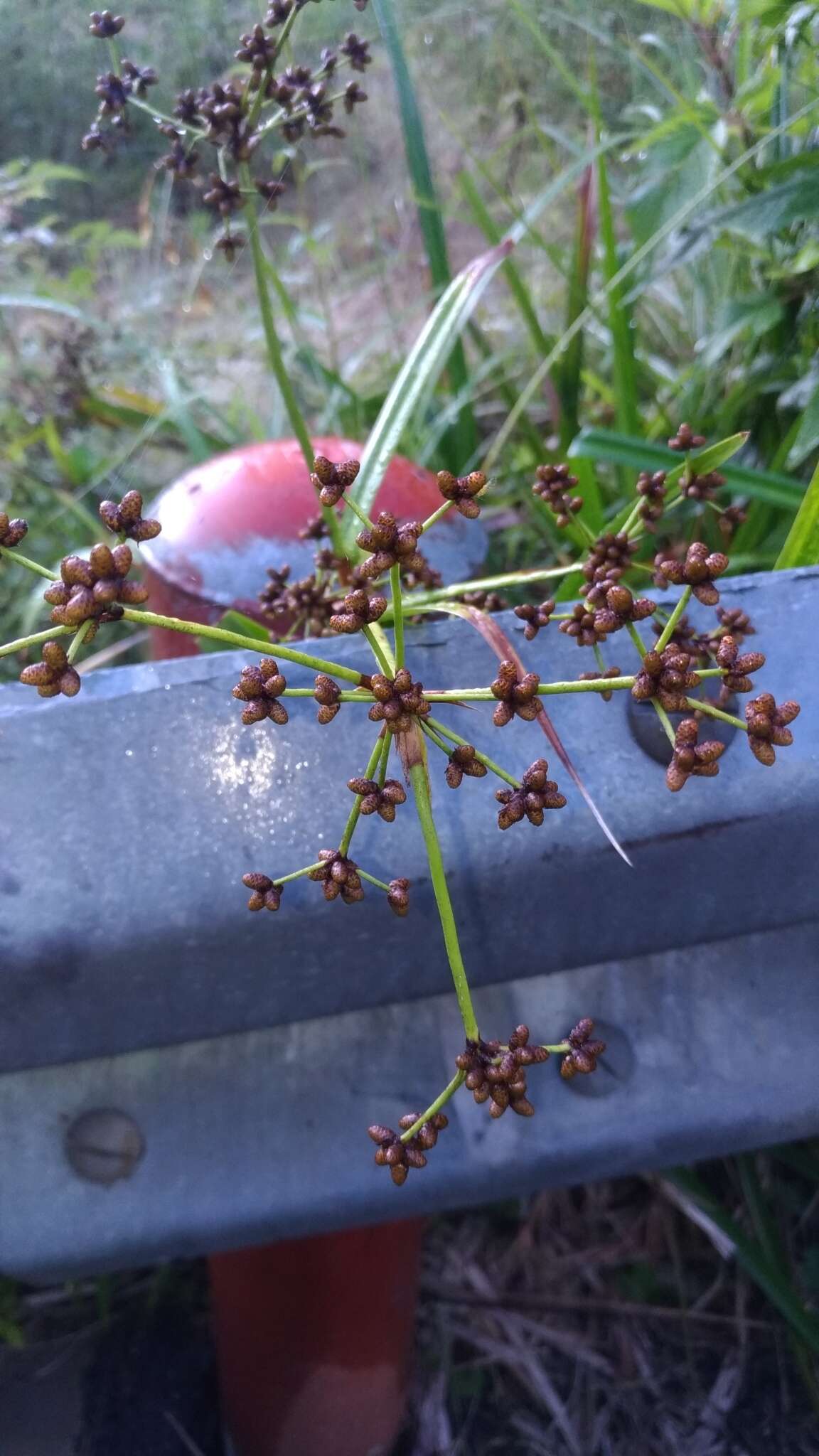 Plancia ëd Scirpus ternatanus Reinw. ex Miq.