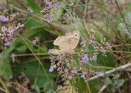 Image of Hyponephele lupinus Costa 1836