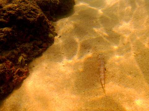 Image of Sauro lizardfish