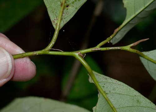 Image of Myristica globosa subsp. muelleri (Warb.) W. J. J. O. de Wilde