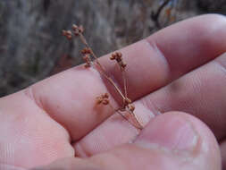 Image of largepod pinweed